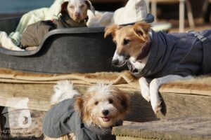 Hutabilder-26-03-w09-048