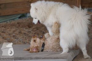 Hutabilder-26-03-w09-051