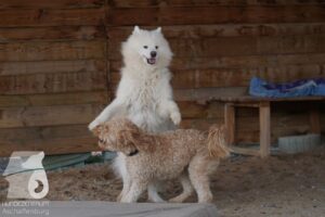 Hutabilder-26-03-w09-054