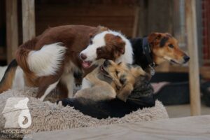 Hutabilder-26-07-001–043