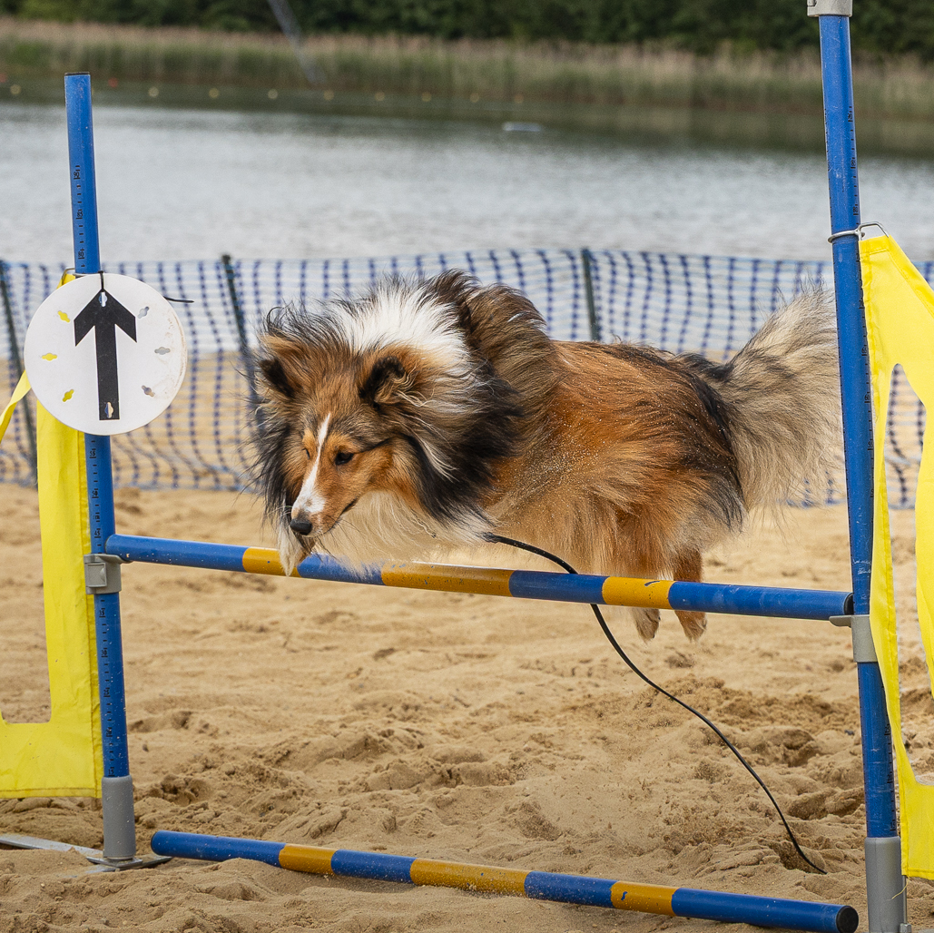 Mehr über den Artikel erfahren Dogventure Festival