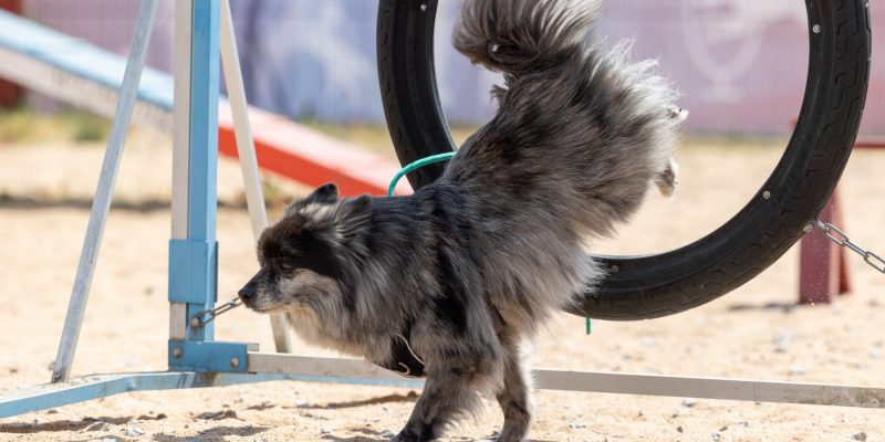 Fun-Agility