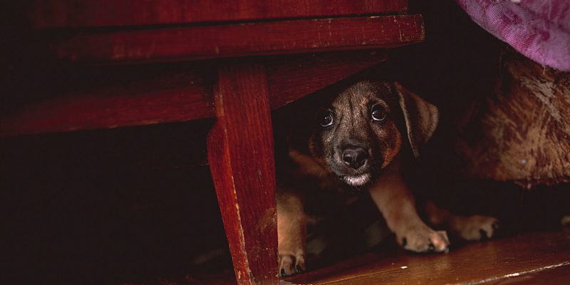 Concept scary dog. Cmall puppy hiding under bed