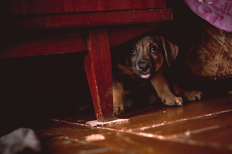 Concept scary dog. Cmall puppy hiding under bed