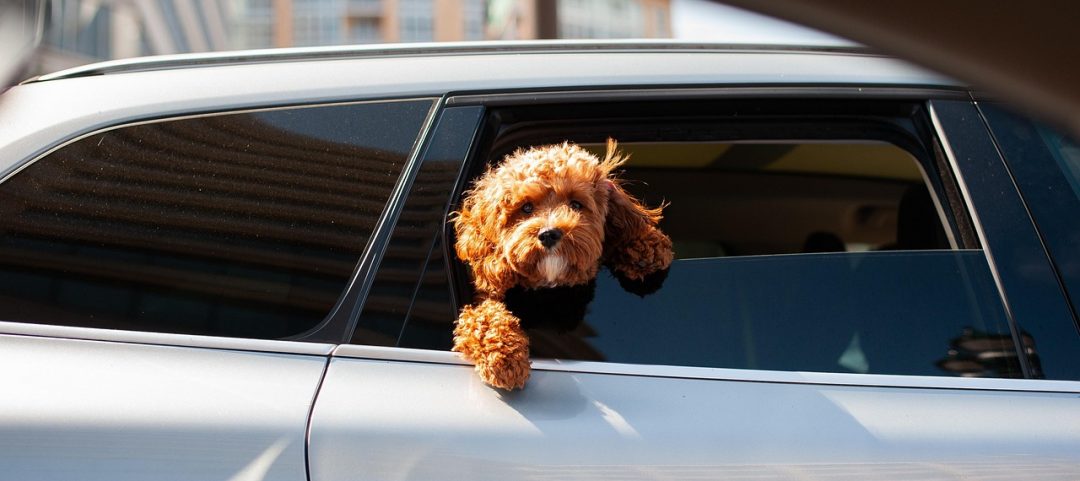 Hund-Auto