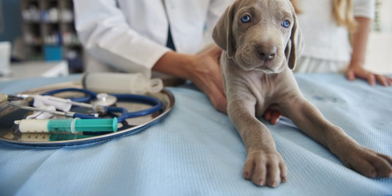 Gray puppy at the vet