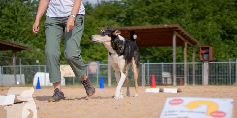 Rally Obedience