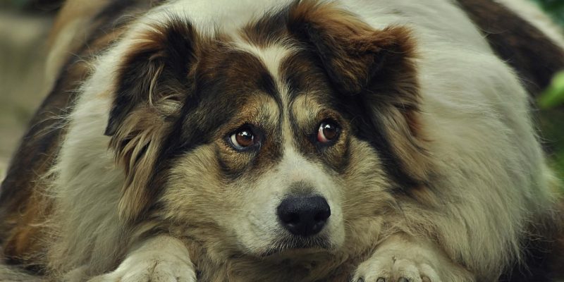 Übergewicht beim Hund