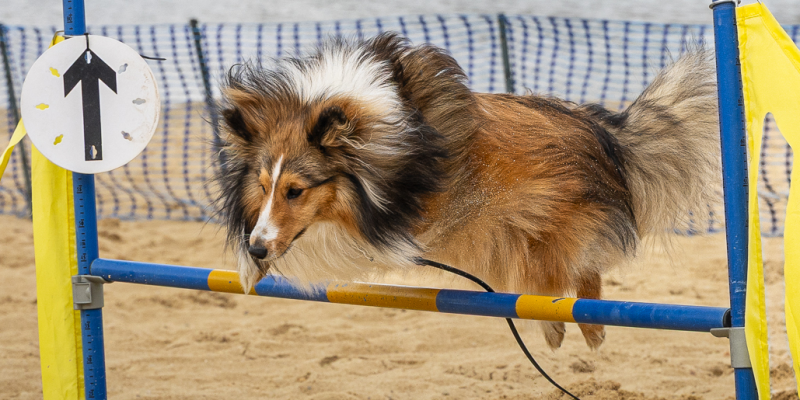 Dogventure Festival