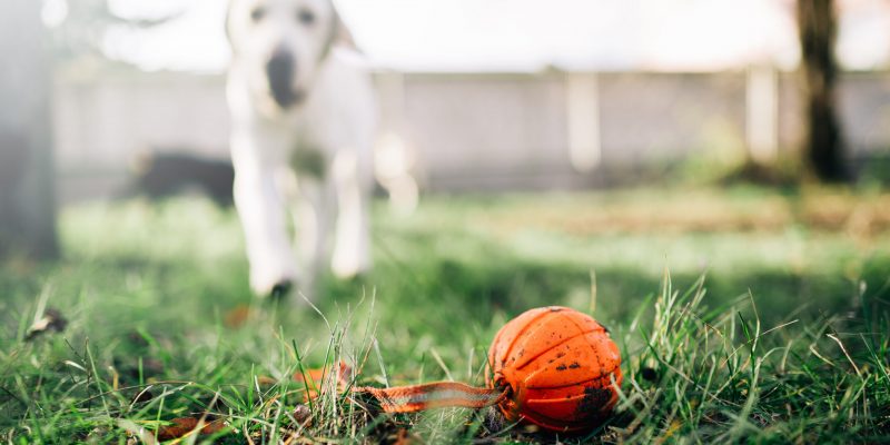 Watch dog finds a ball, training outdoor. Sniffer searching for a toy on playground